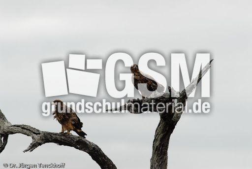 Wahlbergsadler (1 von 4).jpg